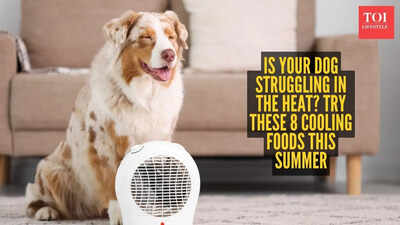 Is your dog struggling in the heat? Try these 8 cooling foods this summer