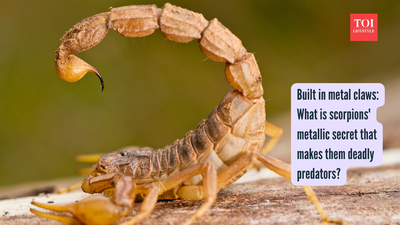  What is scorpions' metallic secret that makes them deadly predators?