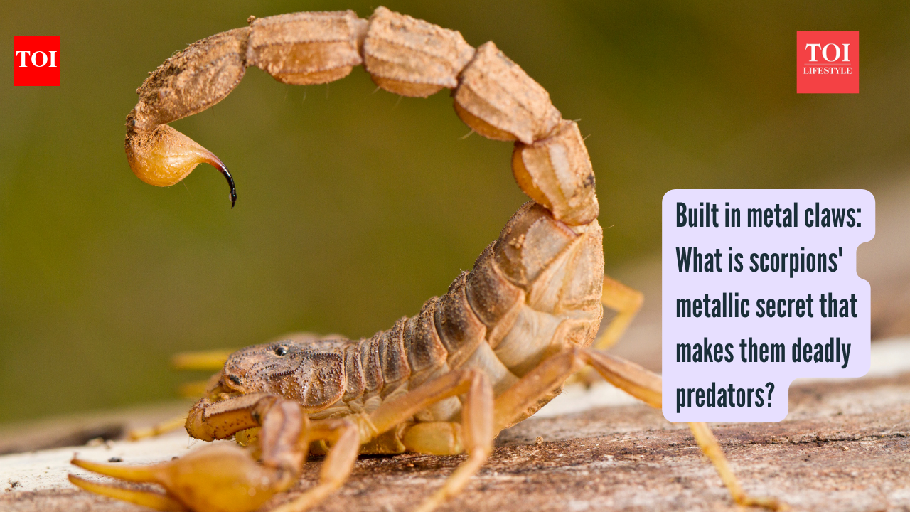 Built in metal claws: What is scorpions' metallic secret that makes them deadly predators?
