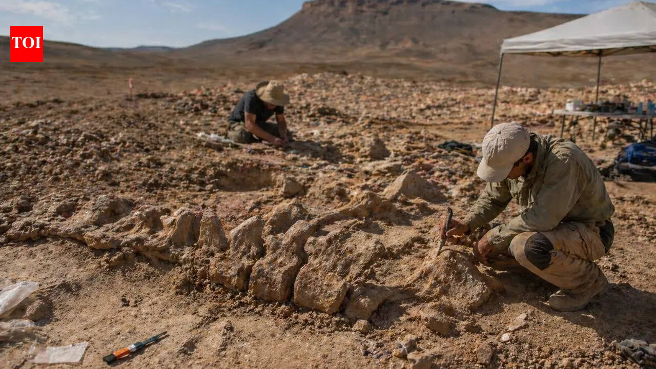 A 70-million-year-old Moroccan fossil reveals 