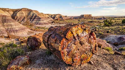 This 225-million-year-old ‘stone wood’ in Arizona is more valuable than gold