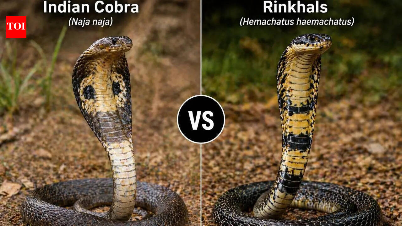 Indian Cobra vs Rinkhals: How these two venomous snakes differ in size, venom, habitat and more