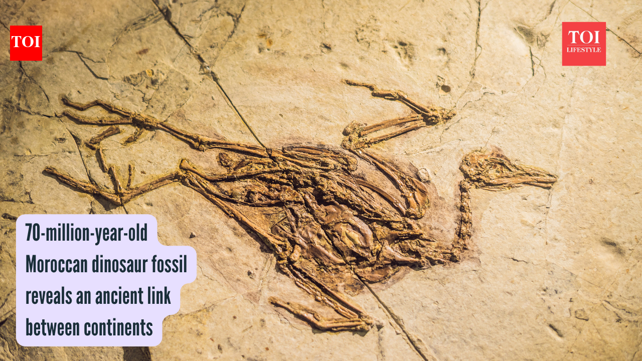 70-million-year-old Moroccan dinosaur fossil reveals an ancient link between continents