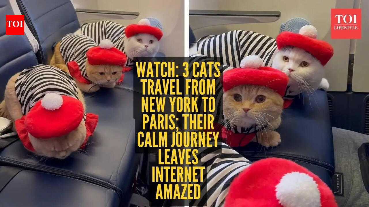 Watch: 3 cats travel from New York to Paris; their calm journey leaves internet amazed