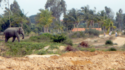Elephants enter village near Krishnagiri