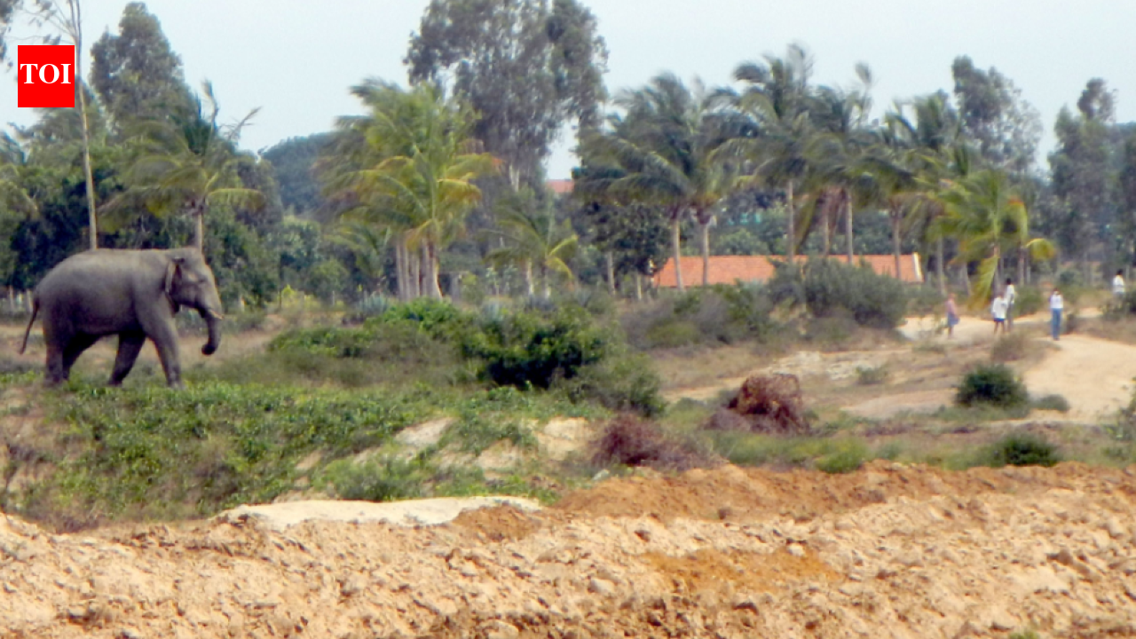 Elephants enter village near Krishnagiri