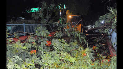 Storm disrupts power supply, topples 150-year-old tree in Dumraon