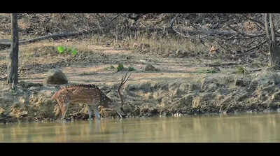 When water runs low, ‘smart water’ model keeps wildlife hydrated at Barnawapara
