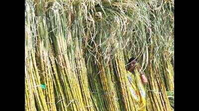 Govt slashes sugar cane commission