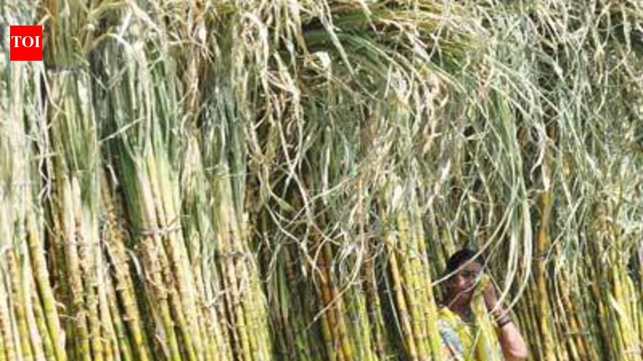 Govt slashes sugar cane commission