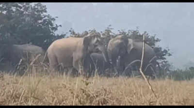 Reunite elephant calf with herd soon: HC