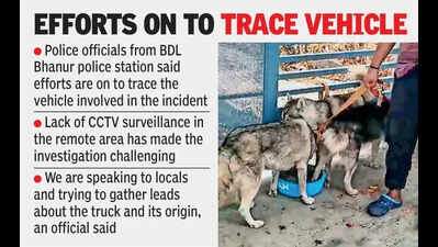 Two more Siberian Huskies traced near Patancheru