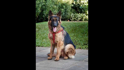 Defying all odds: Pune vet reverses 85% kidney failure in dog through dialysis intervention