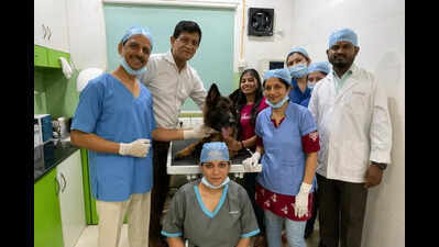 Defying all odds: Pune vet reverses 85% kidney failure in dog through dialysis intervention