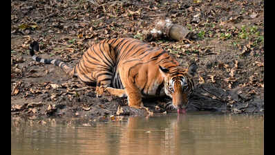 Jaipur to conduct 24-hr wildlife census using waterhole method from May 1