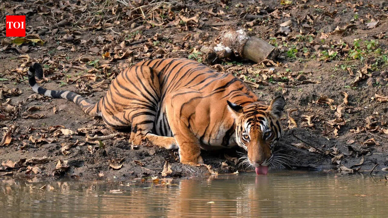 Jaipur to conduct 24-hr wildlife census using waterhole method from May 1