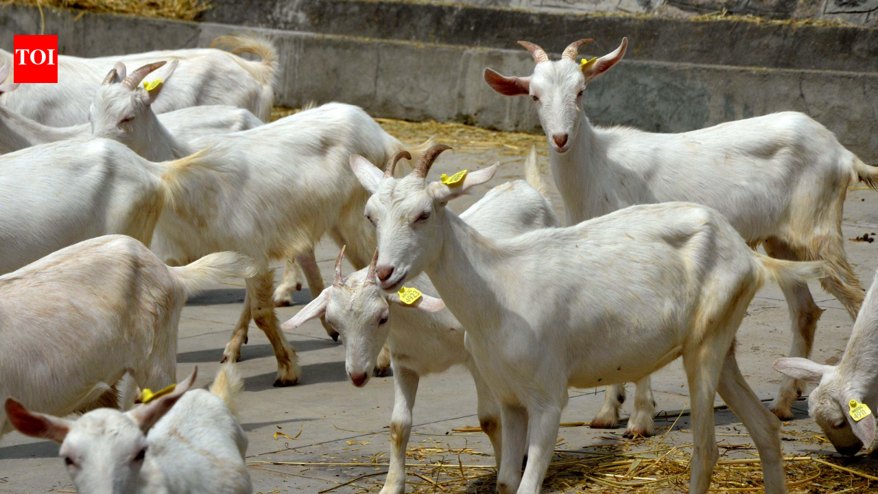 GOAT in Kashmir: Swiss Saanen sparks milk rush, but wait is long