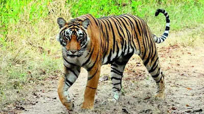 Kanha tigress, all 4 cubs die in suspected canine distemper virus outbreak in Madhya Pradesh