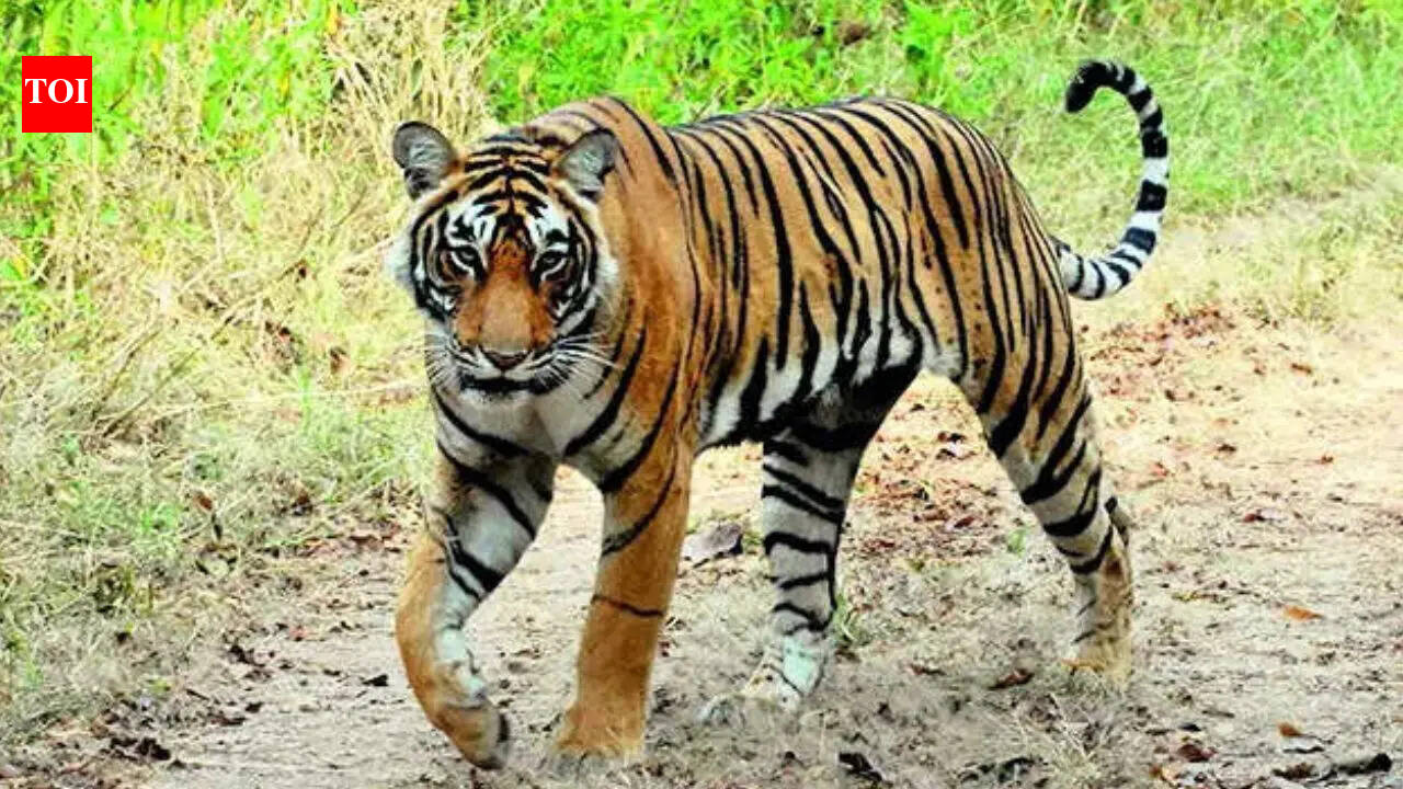 MP: Kanha tigress, all 4 cubs die in suspected canine distemper virus outbreak