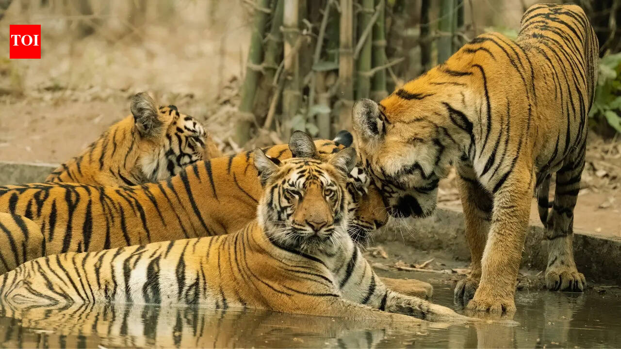 Maharashtra Day 2026: 10 iconic animals of Maharashtra and best places to find them