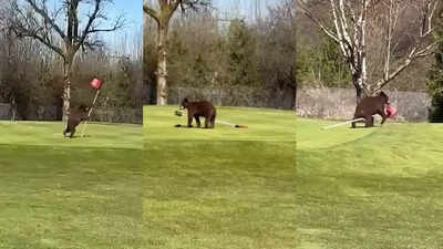 Jammu and Kashmir CM Omar Abdullah shares video of bears 'stealing' flag at Srinagar golf course