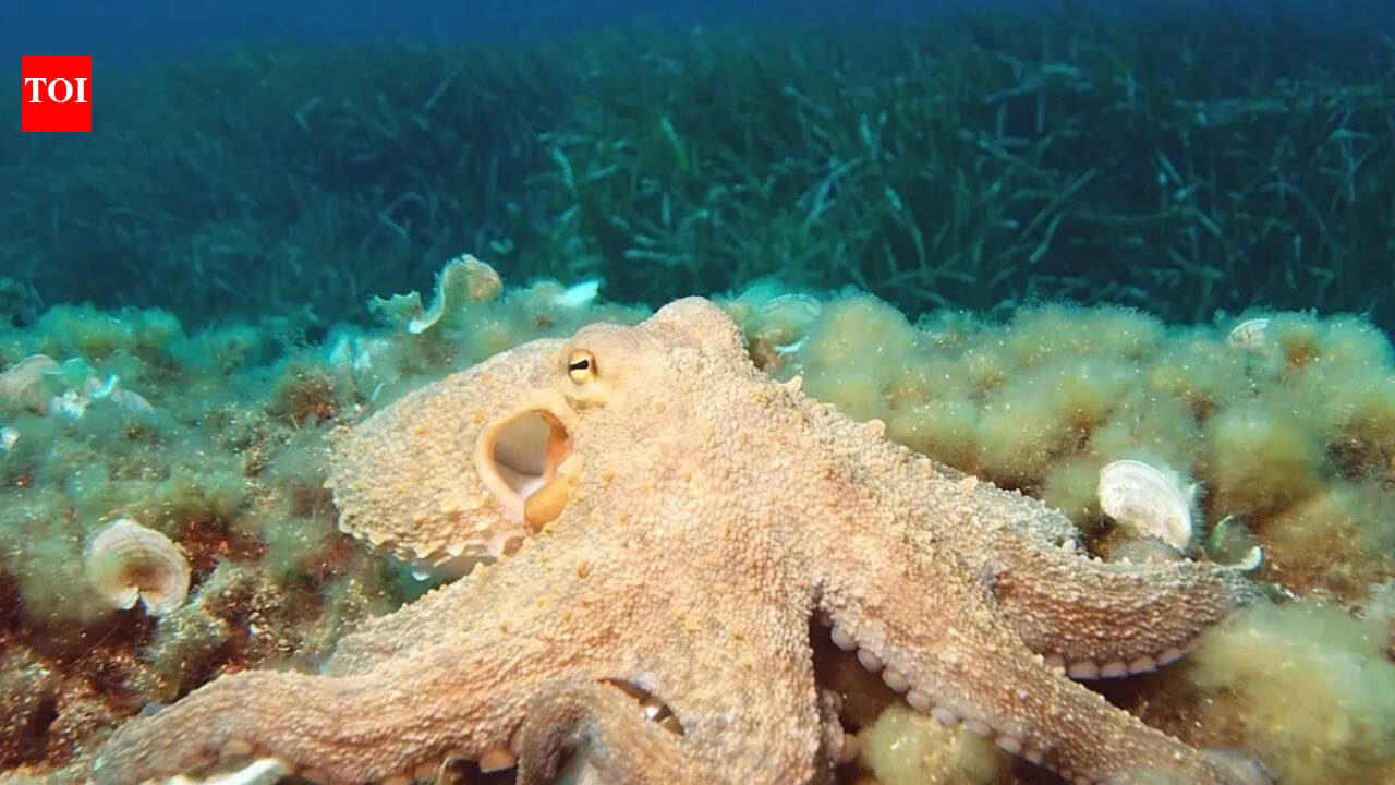 Why do scientists think these 65-foot octopuses were the real rulers of ancient oceans before sharks took over?