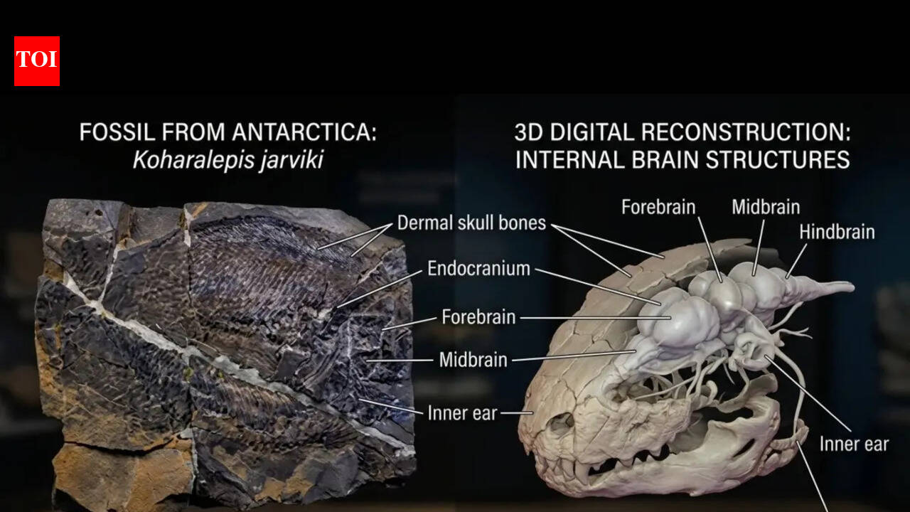 This 380-million-year-old Antarctic fossil fish may explain how life first crawled onto land