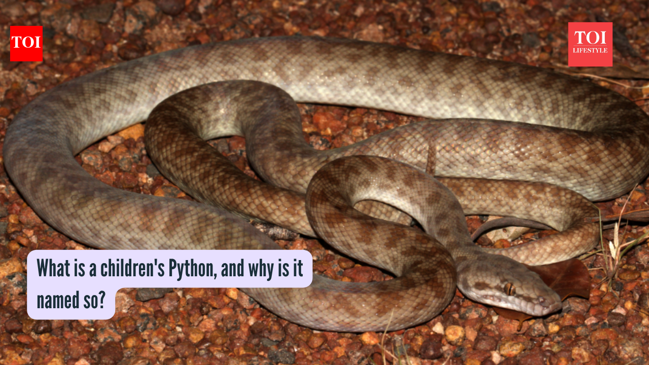 What is a children's Python, and why is it named so?