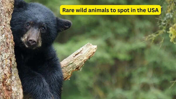 5 rare wild animals you can spot in national parks of the USA
