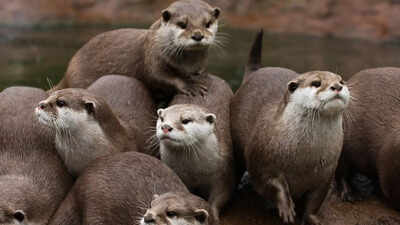 5 rare wild animals you can spot in national parks of the USA