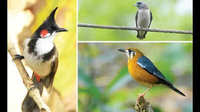 Goa logs 110 species in Campus Bird Count