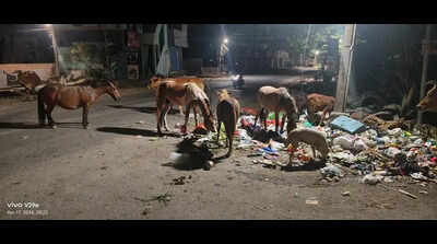 Stray cattle turn road safety hazard in Annanur