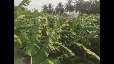 Summer showers destroy properties, crops in Coimbatore, Krishnagiri