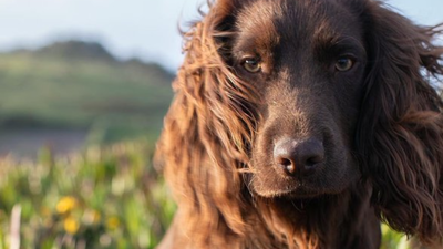 Meet Otto, the new member of British royal family who just turned 1
