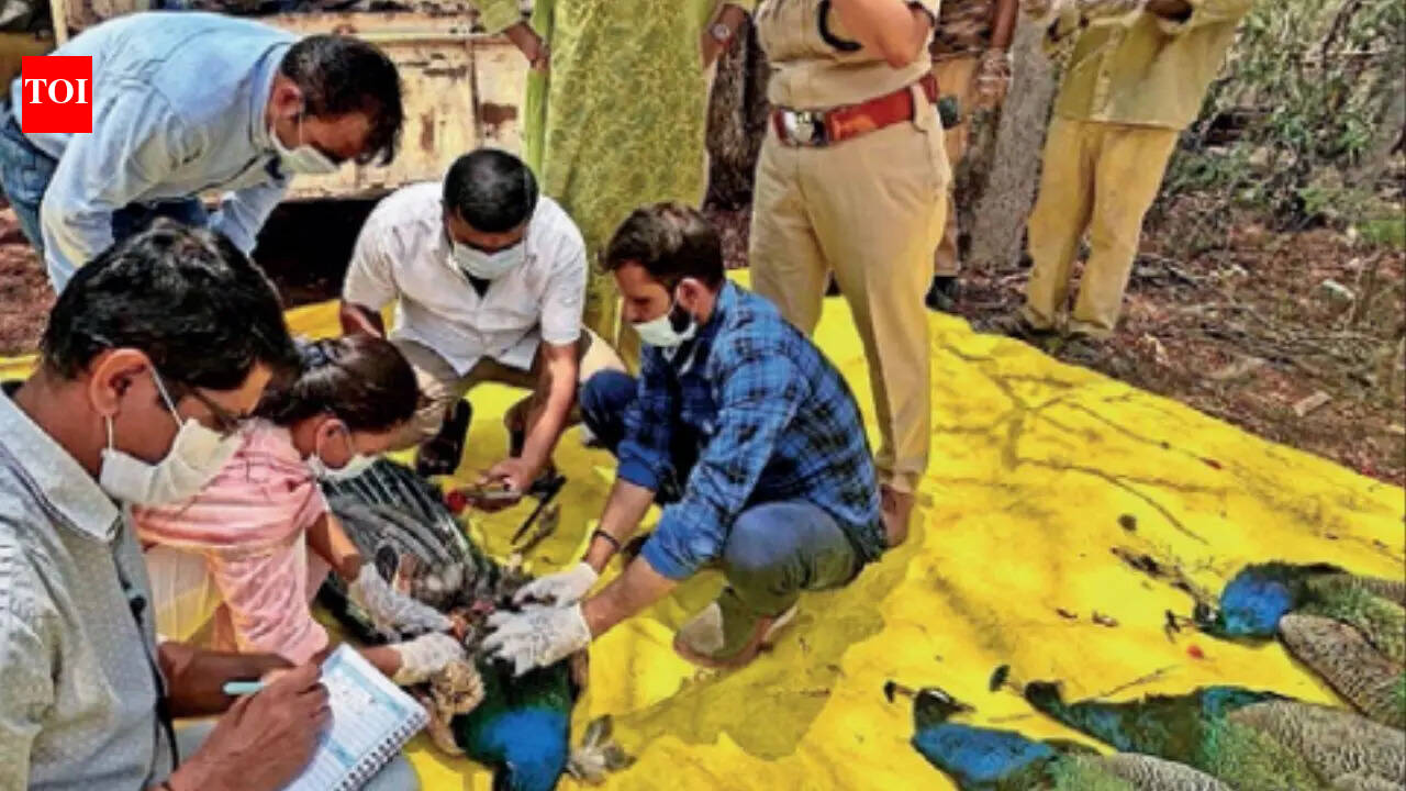 44 peacock deaths in Karnataka’s Tumakuru linked to H5N1 avian influenza