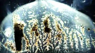Venomous ‘box jellyfish’ found in Indian waters, study advises caution
