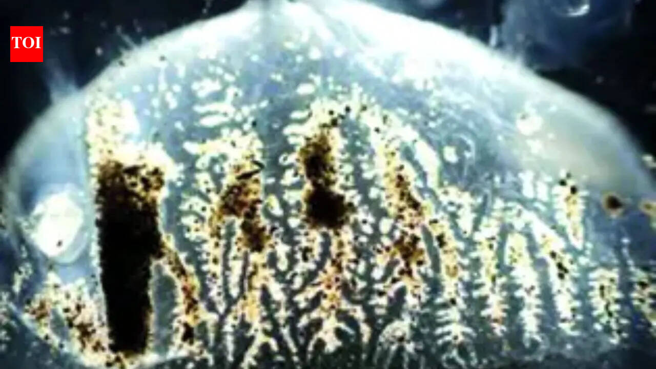 Venomous ‘box jellyfish’ found in Indian waters, study advises caution