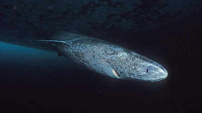 Scientists say this “sleepy” shark may be the oldest living vertebrate on Earth