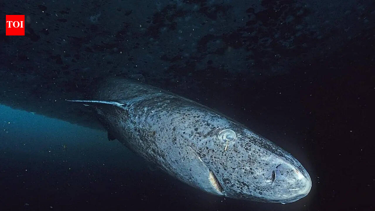 Scientists say this “sleepy” shark may be the oldest living vertebrate on Earth