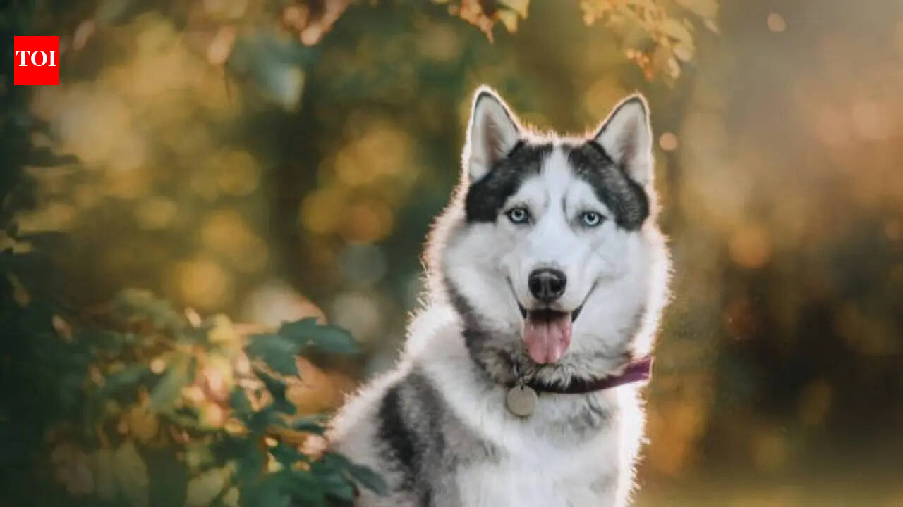 Siberian Husky: 7 reasons why this dog breed is good for Indian family