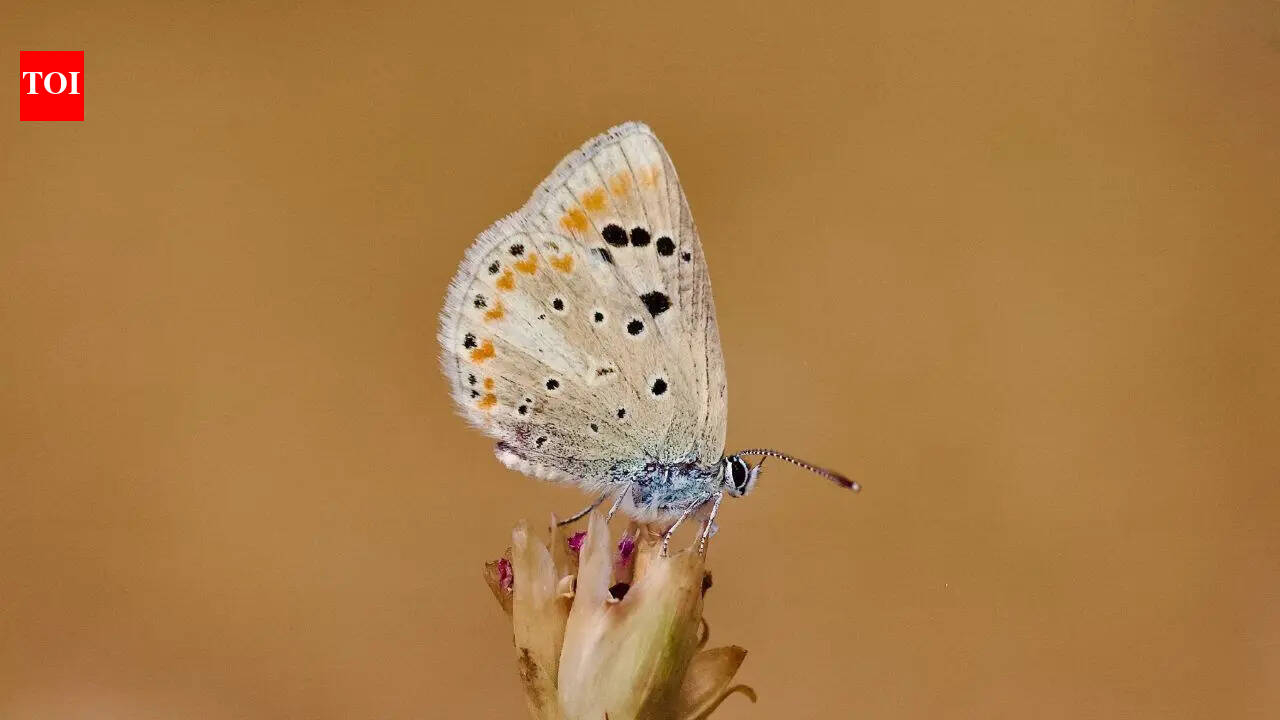Meet the butterfly with the most chromosomes in the world: A tiny insect that stunned scientists with its 229 chromosome pairs
