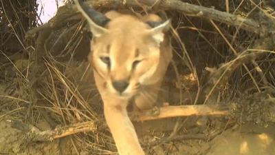 Caracal conservation efforts begin in Jaisalmer as studies confirm presence in border region