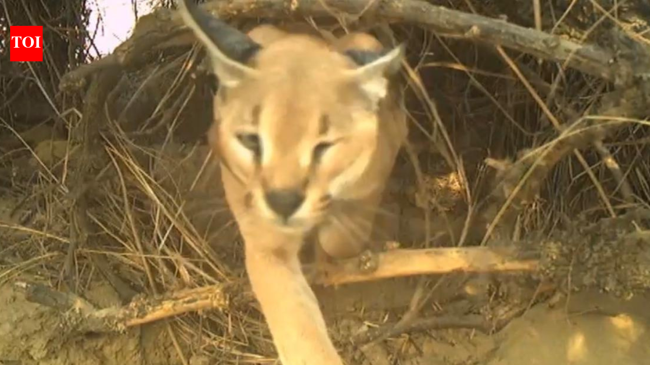 Caracal conservation efforts begin in Jaisalmer as studies confirm presence in border region