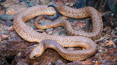 How to identify a Mulga (King Brown) snake