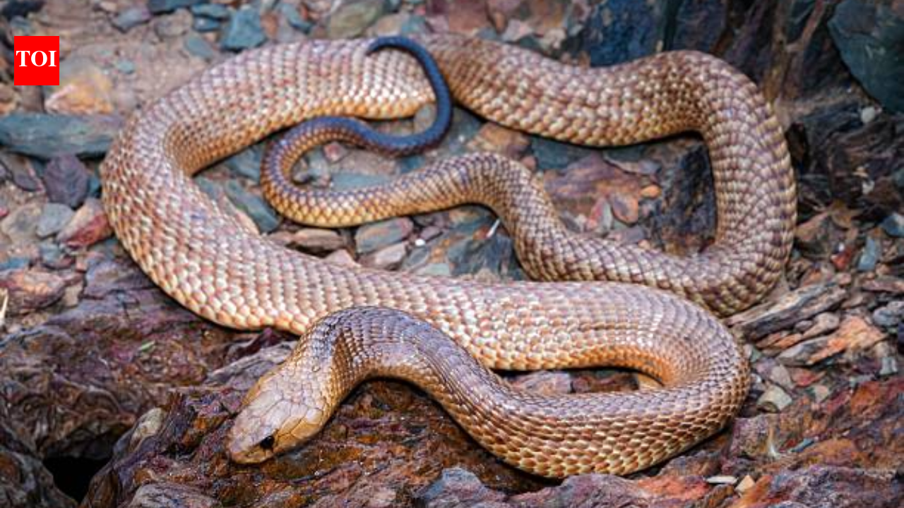 How to identify a Mulga (King Brown) snake
