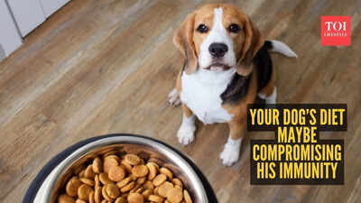 7 clinical signs your dog's diet is compromising immunity