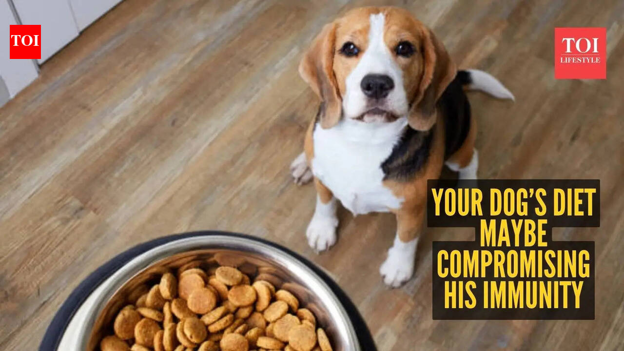 7 clinical signs your dog’s diet is compromising immunity