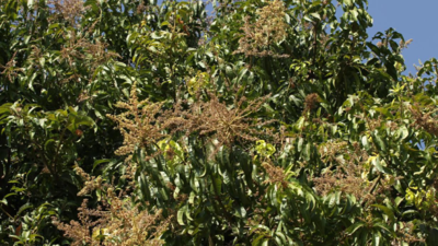 Krishnagiri mango farmers suffer losses; many start felling trees