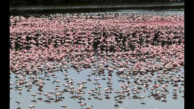 Maharashtra Forest Department moves to expand DPS Flamingo Lake protection to 36 hectares