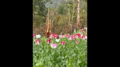 Anti-drug STF destroys 1.8L lakh opium plants in Mandi district